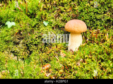 Wild porcini mushroom growing in green moss in an autumn forest Stock Photo