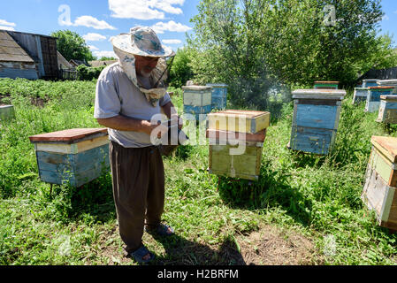 Beekeeper inspects his bee smoker during the summer sun amidst his beehives surrounded by green grass Stock Photo