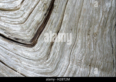 Flow patterns in a piece of driftwood Stock Photo