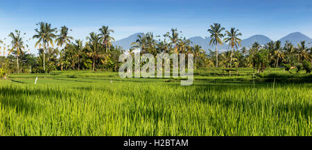 Indonesia, Bali, Susut, rice growing in fields wih western volcanoes (Gunung Batukaru, Leson, Pohen, Tapak, Catur) in distance Stock Photo