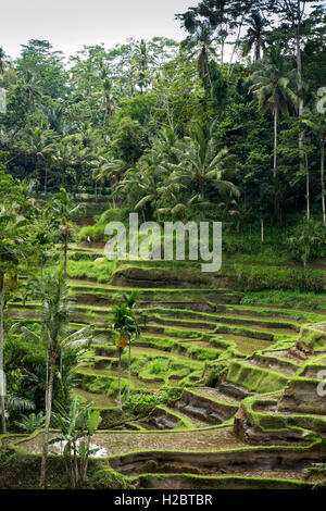 Indonesia, Bali, Tegallang, attractive rice terraces on steep hillside