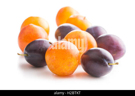 Yellow and purple plums isolated on white background. Stock Photo