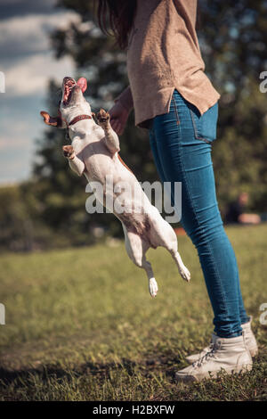 jumping Jack Russel dog on a green lawn next to girl Stock Photo