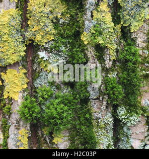 Moss and lichen growing on the bark of a willow Stock Photo