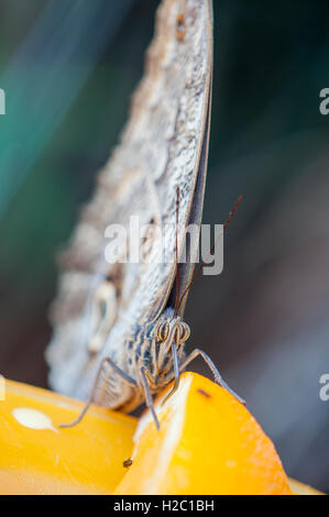 Close up of owl Butterfly (Caligo sp.) feeding from an orange Stock Photo