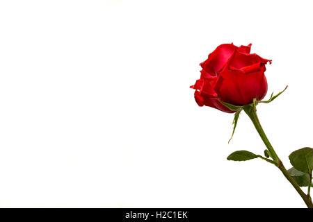 Red rose flowers corner isolated on white background Stock Photo - Alamy