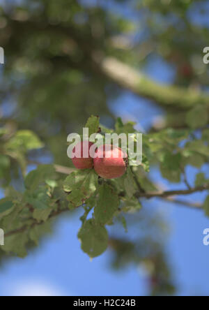 Two red apples on branch of apple tree against blue sky with soft focus blurred tree in the background in north west england uk Stock Photo