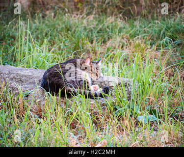 Cat is sleeping. So sweet nap cat. Stock Photo