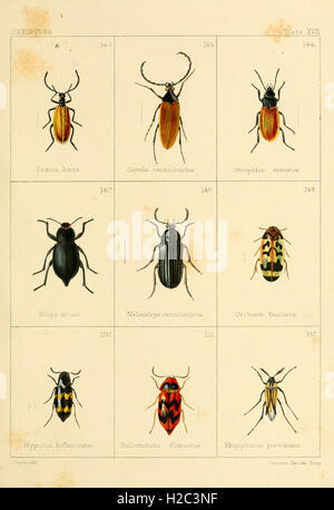 This work on British entomology presents illustrated descriptions of ...