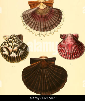 'Conchologia Iconica' offers detailed illustrations of mollusk shells ...