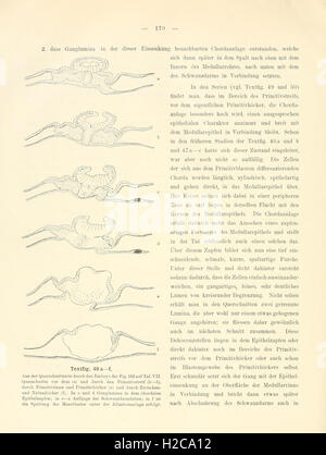 A study of the development history of the European adder (Pelias berus ...