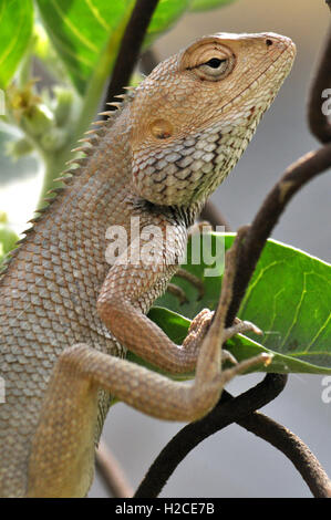 Noida, Uttar Pradesh, India - May 10, 2012 : A Close-up of an Oriental Garden Lizard's head,  sitting on a tree branch at Noida, Uttar Pradesh, India. Stock Photo