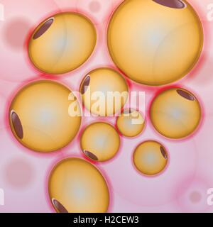 Adipose tissue, Fat Cells, Adipocytes Stock Vector