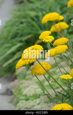 Achillea filipendulina 'Parkers variety'. Yarrow Flowers in a garden border. Stock Photo
