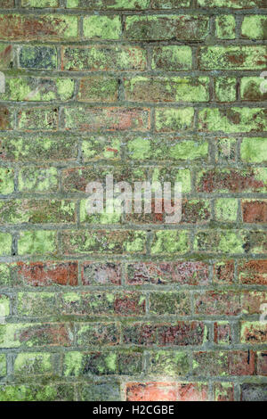 Colourful textured Brick Wall covered in lichen Stock Photo