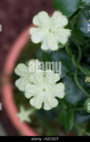 Ceropegia sandersonii. Umbrella flower Stock Photo