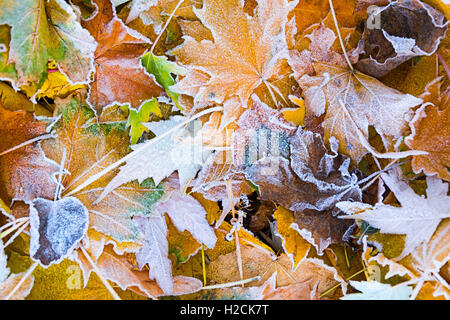 Autumn leaves as a background Stock Photo
