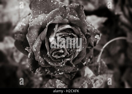 Rose with drops of water in black and white. Stock Photo