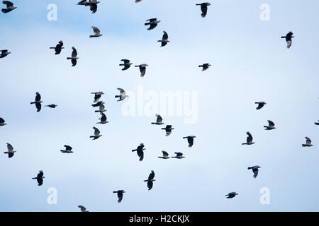 Flock of birds flying in the sky Stock Photo