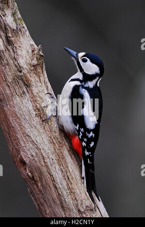 Adult female great spotted woodpecker Stock Photo