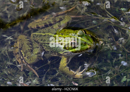 A marsh frog in water UK Stock Photo
