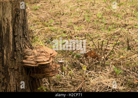 artist's fungus Ganoderma applanatum the artist's bracket artist's conk bear bread bracket fungus Stock Photo