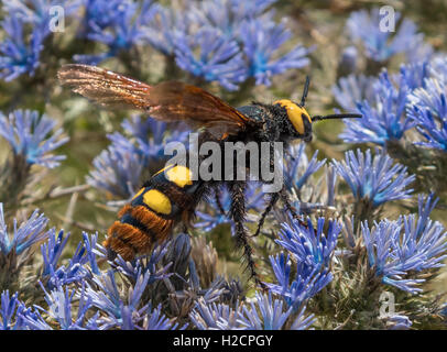 Female mammoth wasp, Megascolia maculata flavifrons Stock Photo