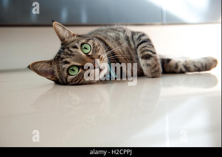 Tabby cat lying on side,looking at camera Stock Photo