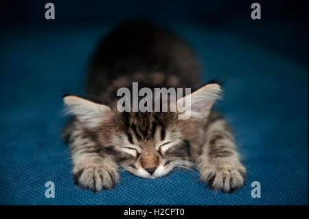 BabyTabby Kitten Sleeping Stock Photo