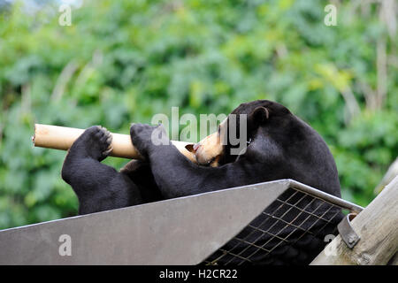 Malayan Sun Bear (Helarctos malayanus) in Edinburgh Zoo, Scotland, UK Stock Photo