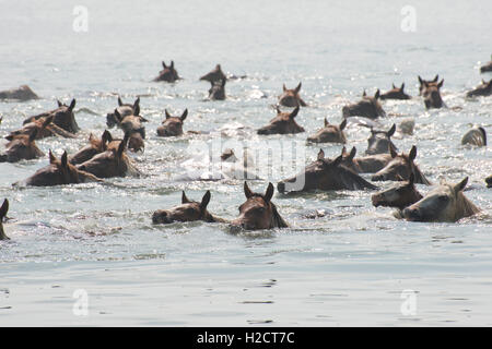 A herd of wild ponies swim across the channel from Assateague Island to Chincoteague Island during the 91st annual Chincoteague Pony Swim July 27, 2016 in on the eastern shore in Chincoteague, Virginia. Stock Photo