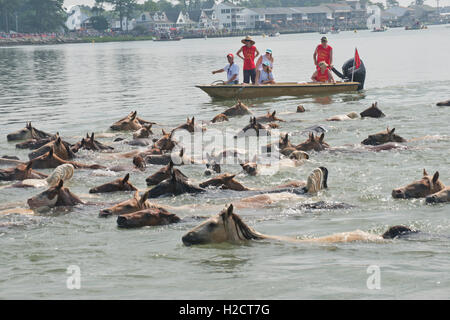 Chincoteague Volunteer Fire Co. volunteers on a nearby boat direct a herd of wild ponies as they swim across the channel from Assateague Island to Chincoteague Island during the 91st annual Pony Swim, July 27, 2016 in Chincoteague, Virginia. Stock Photo