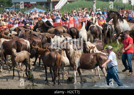 Volunteers help round up herds of wild ponies arriving on the beach shore after completing the 91st annual Pony Swim across the channel from Assateague Island to Chincoteague Island July 27, 2016 in Chincoteague, Virginia. Stock Photo