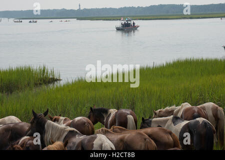 A herd of wild ponies graze on grass near the beach after after completing the 91st annual Pony Swim across the channel from Assateague Island to Chincoteague Island July 27, 2016 in Chincoteague, Virginia. Stock Photo