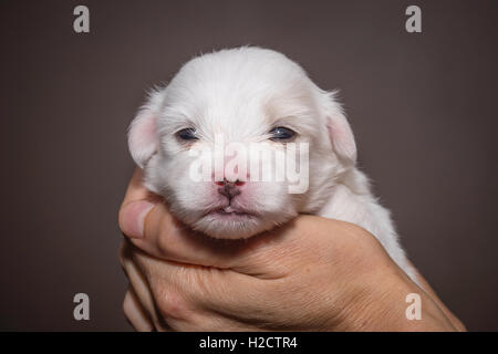 Two-week-old Coton de Tulear puppy being held Stock Photo