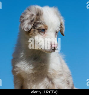 Eight-week-old  Red merle Australian shepherd dog, puppy Stock Photo