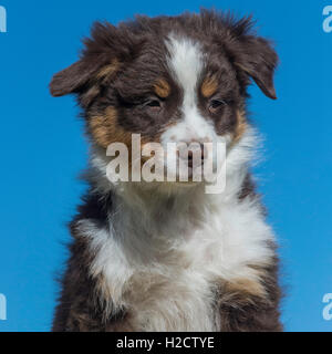 Eight-week-old  Red Tri Australian shepherd dog, puppy Stock Photo