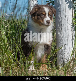 Eight-week-old  Red Tri Australian shepherd dog, puppy