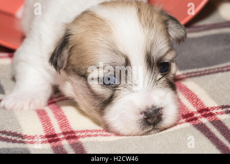 Two-week-old Coton de Tulear puppy Stock Photo