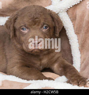 Six-week-old Chesapeake Bay Retriever puppy Stock Photo