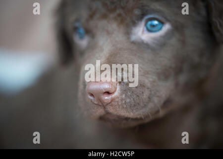 Six-week-old Chesapeake Bay Retriever puppy Stock Photo