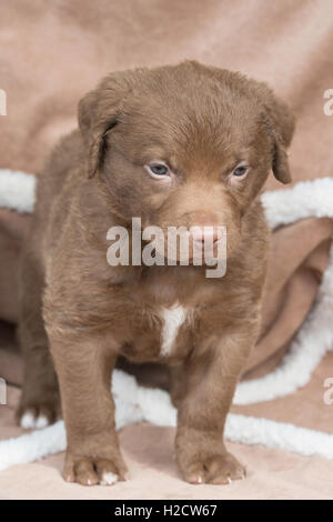 Six-week-old Chesapeake Bay Retriever puppy Stock Photo