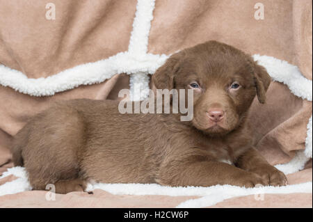 Six-week-old Chesapeake Bay Retriever puppy Stock Photo