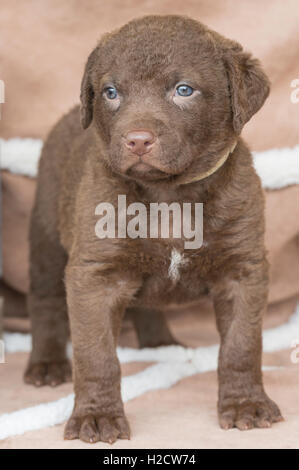 Six-week-old Chesapeake Bay Retriever puppy Stock Photo