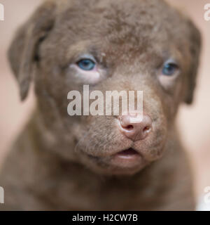 Six-week-old Chesapeake Bay Retriever puppy Stock Photo