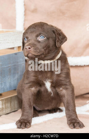 Six-week-old Chesapeake Bay Retriever puppy Stock Photo