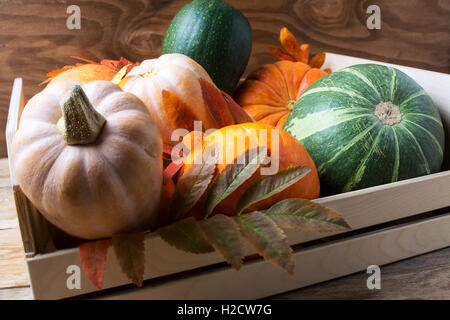 Various sorts of ripe pumpkins in wooden box. Autumn seasonal vegetables on rustic background Stock Photo