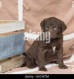 Six-week-old Chesapeake Bay Retriever puppy Stock Photo