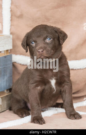 Six-week-old Chesapeake Bay Retriever puppy Stock Photo