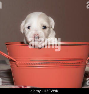 Two-week-old Coton de Tulear puppy in a metal pail Stock Photo